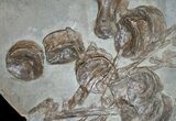 Partial Ichthyosaur From Posidonia Shale - x #9256-3